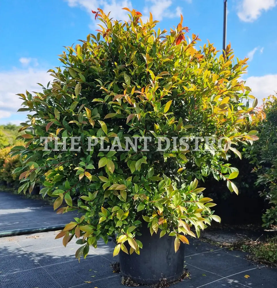 Syzygium Australe ’Bush Christmas’ Outdoor